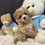 Argo-male-maltipoo-puppy-for-sale-1 (4)(1)