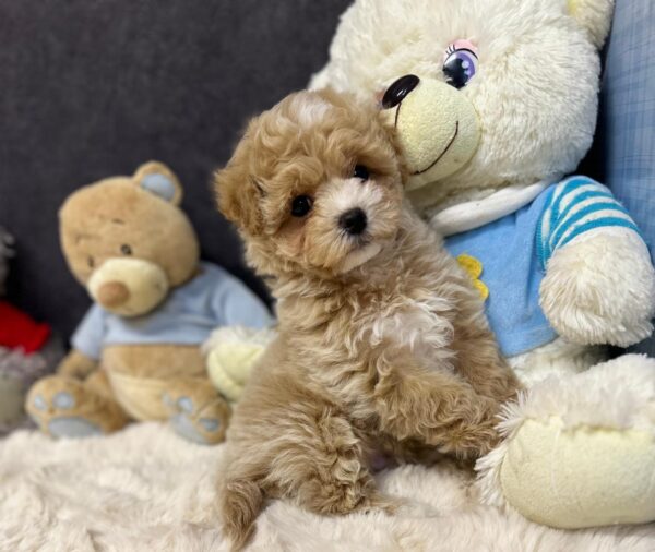 Argo Maltipoo Argo Maltipoo