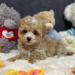 Argo-male-maltipoo-puppy-for-sale-1 (5)(1)