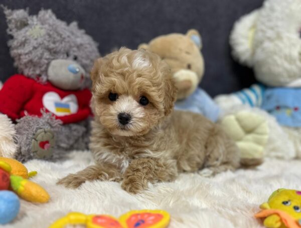 Argo Maltipoo Argo Maltipoo