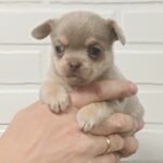 Aries-male-Chihuahua-puppy-for-sale-1