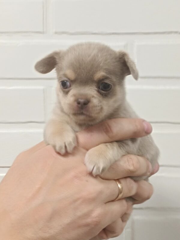 Aries Chihuahua Aries Chihuahua