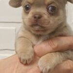 Aries-male-Chihuahua-puppy-for-sale-2