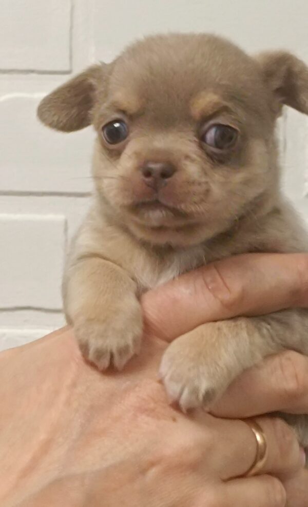 Aries Chihuahua Aries Chihuahua