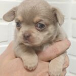Aries-male-Chihuahua-puppy-for-sale-3