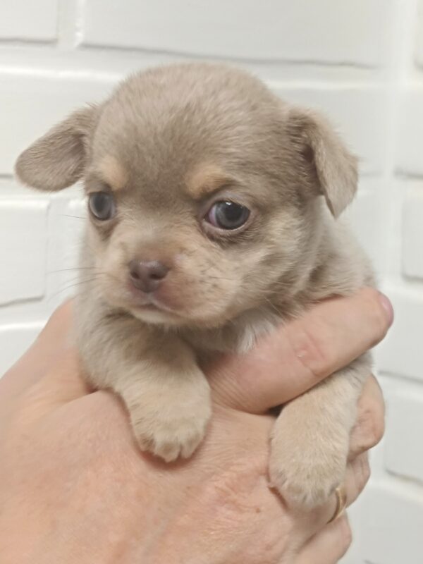 Aries Chihuahua Aries Chihuahua