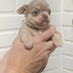 Aries-male-Chihuahua-puppy-for-sale-4