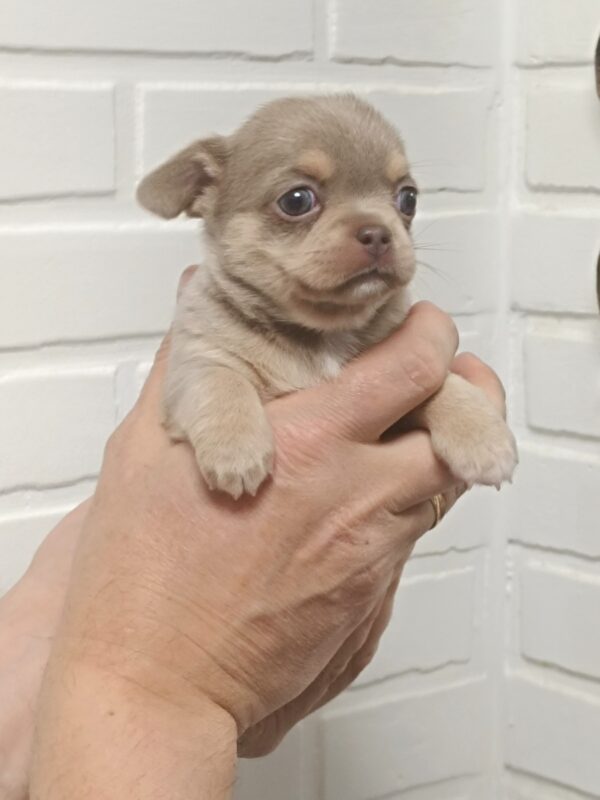 Aries Chihuahua Aries Chihuahua