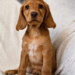 Arimma-female-English-Cocker-Spaniel-puppy-for-sale-1