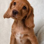 Arimma-female-English-Cocker-Spaniel-puppy-for-sale-2
