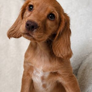 Arimma English Cocker Spaniel Arimma English Cocker Spaniel