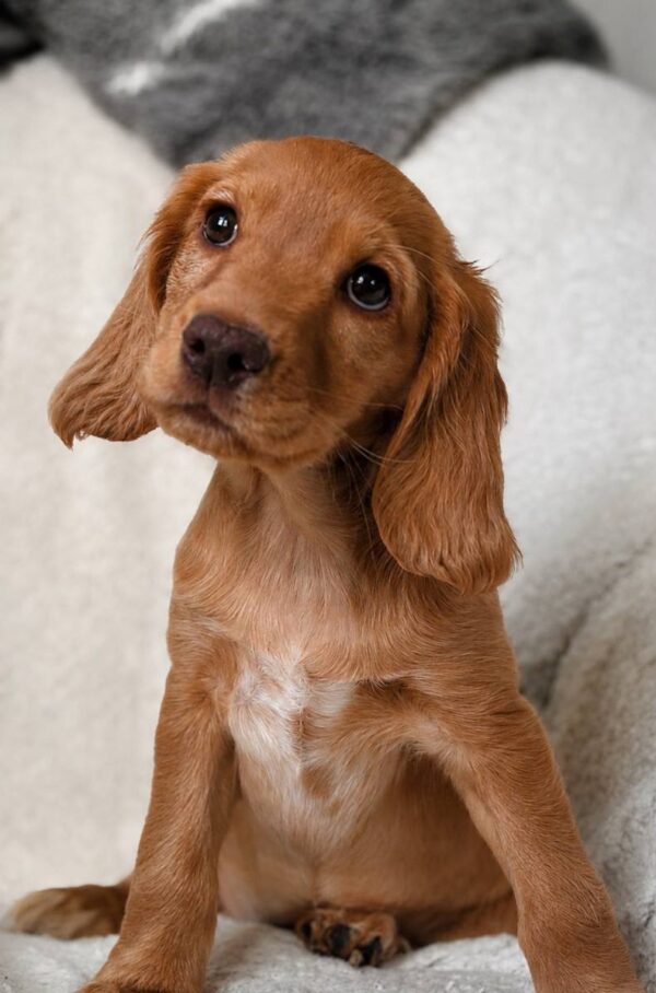 Arimma English Cocker Spaniel Arimma English Cocker Spaniel