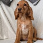 Arimma-female-English-Cocker-Spaniel-puppy-for-sale-3