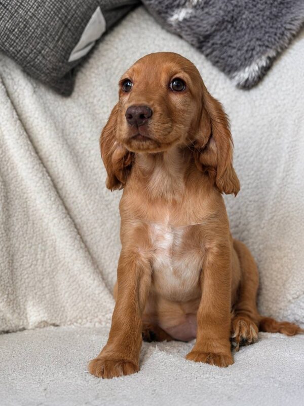 Arimma English Cocker Spaniel Arimma English Cocker Spaniel