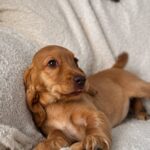 Arimma-female-English-Cocker-Spaniel-puppy-for-sale-4
