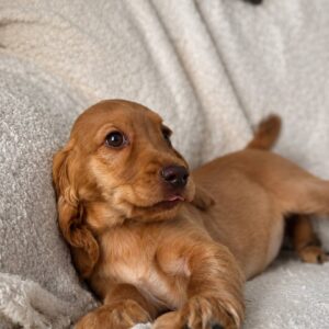 Arimma English Cocker Spaniel Arimma English Cocker Spaniel