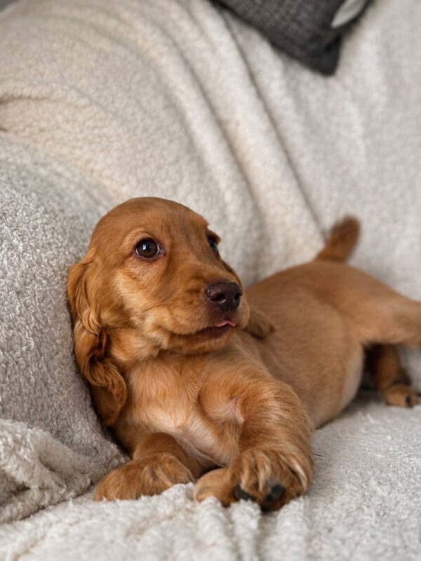 Arimma English Cocker Spaniel Arimma English Cocker Spaniel