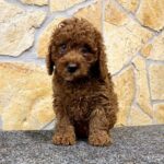 Artie-male-cavapoo-puppy-for-sale- (1)