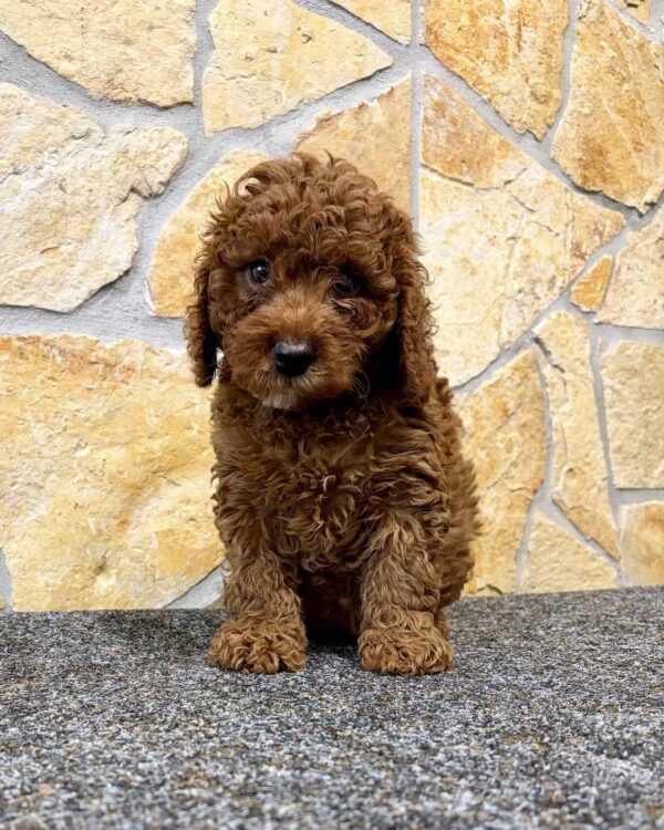 Artie Cavapoo Artie Cavapoo