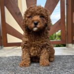 Artie-male-cavapoo-puppy-for-sale- (2)