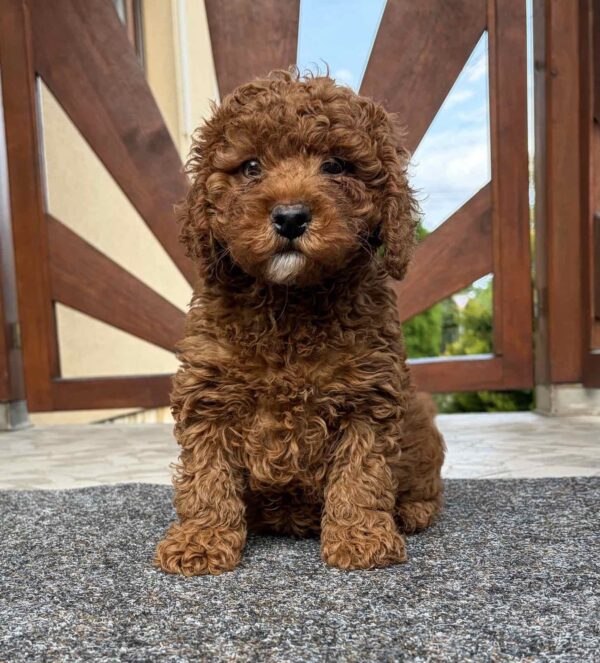 Artie Cavapoo Artie Cavapoo