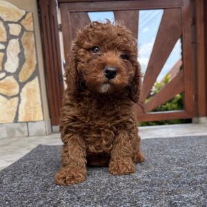 Artie Cavapoo Artie Cavapoo