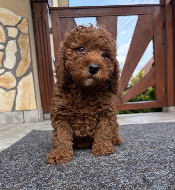 Artie Cavapoo Artie Cavapoo