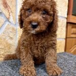 Artie-male-cavapoo-puppy-for-sale- (4)