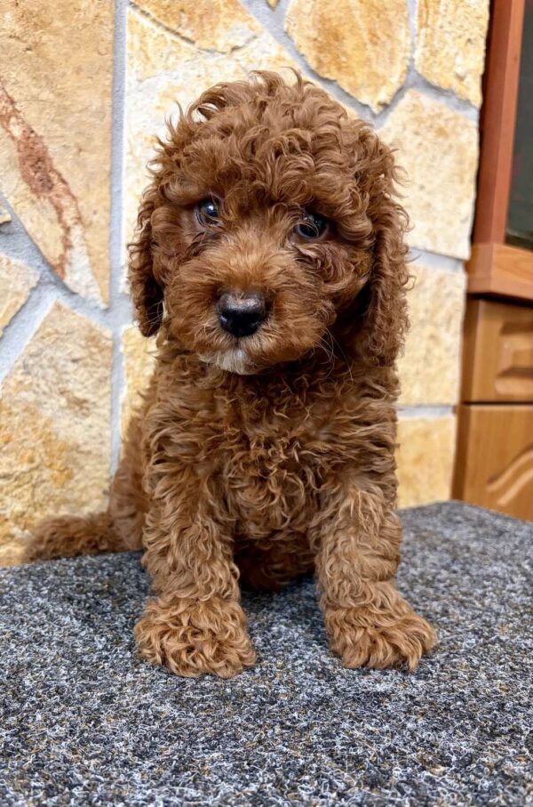 Artie Cavapoo Artie Cavapoo