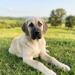 Artos Kangal Artos Kangal