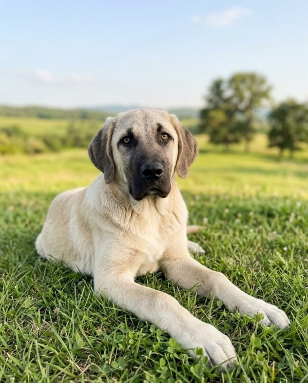 Artos Kangal Artos Kangal