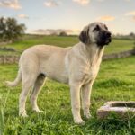 Artos-male-Kangal-puppy-for-sale-2