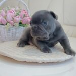 Arzhan-male-french-bulldog-puppy-for-sale-1 (1)