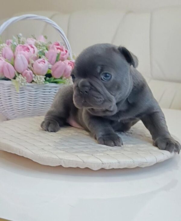 Arzhan French Bulldog Arzhan French Bulldog