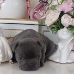 Arzhan-male-french-bulldog-puppy-for-sale-1 (2)