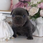 Arzhan-male-french-bulldog-puppy-for-sale-1 (3)
