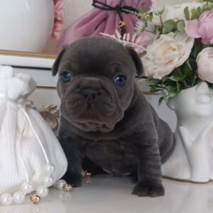 Arzhan French Bulldog Arzhan French Bulldog