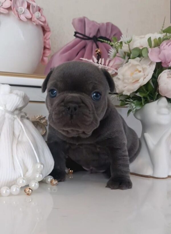 Arzhan French Bulldog Arzhan French Bulldog