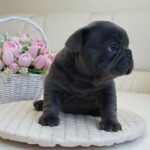 Arzhan-male-french-bulldog-puppy-for-sale-1 (4)