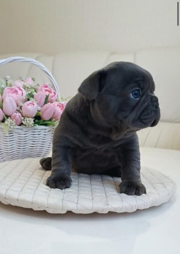 Arzhan French Bulldog Arzhan French Bulldog