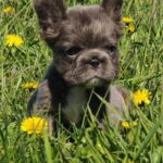Assol-female-french-bulldog-puppy-for-sale-1 (1)