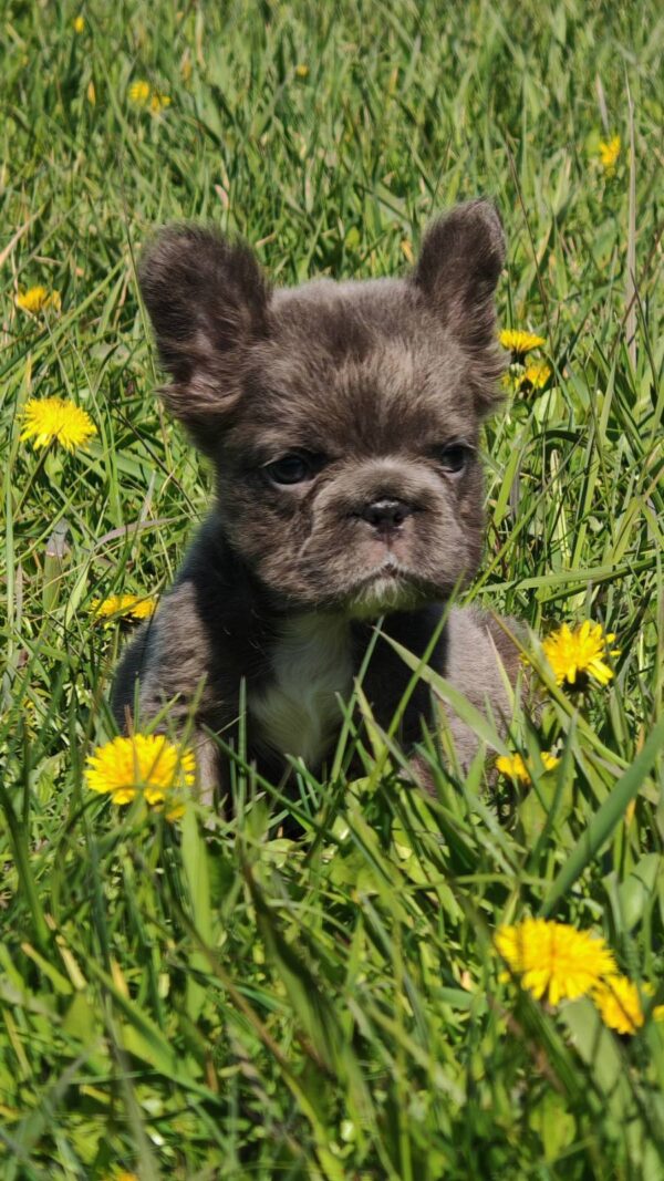 Assol Fluffy French Bulldog Assol Fluffy French Bulldog