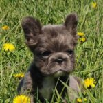 Assol-female-french-bulldog-puppy-for-sale-1 (1)(1)