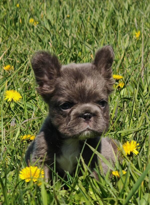 Assol Fluffy French Bulldog Assol Fluffy French Bulldog