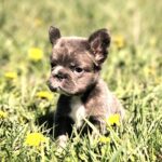 Assol-female-french-bulldog-puppy-for-sale-1 (2)