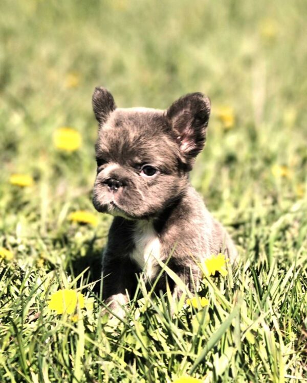 Assol Fluffy French Bulldog Assol Fluffy French Bulldog