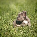 Assol-female-french-bulldog-puppy-for-sale-1 (3)