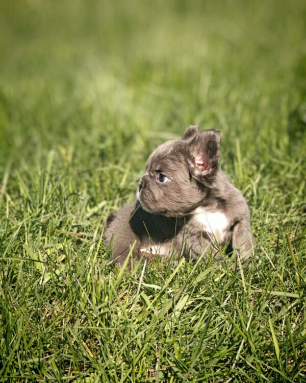 Assol Fluffy French Bulldog Assol Fluffy French Bulldog