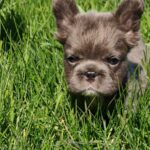Assol-female-french-bulldog-puppy-for-sale-1 (4)