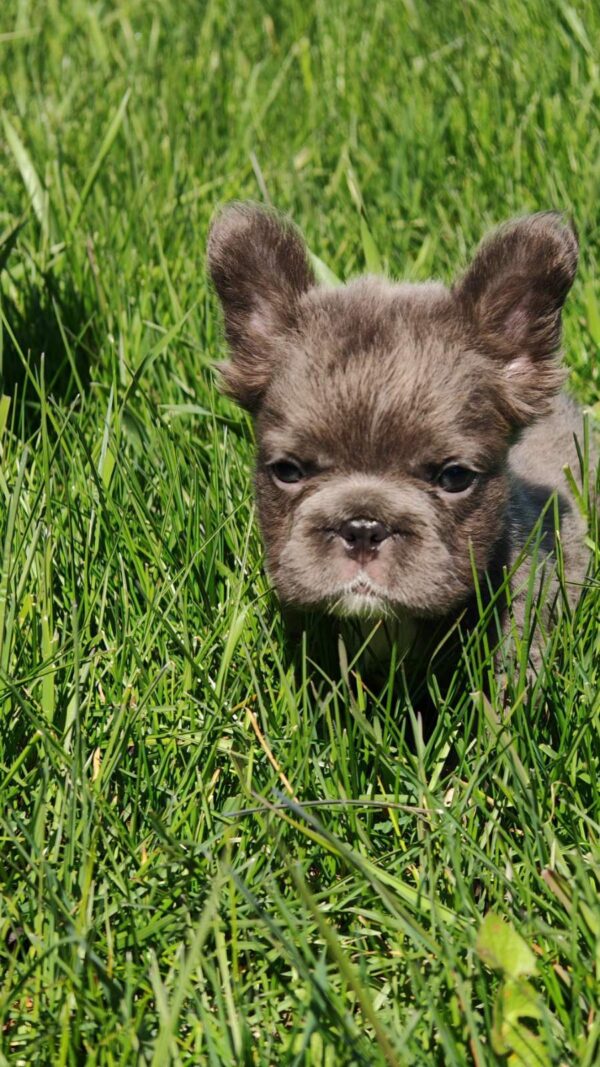 Assol Fluffy French Bulldog Assol Fluffy French Bulldog